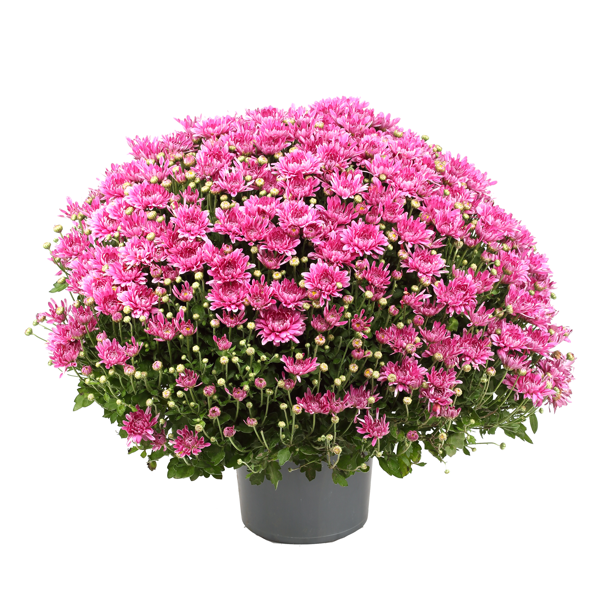 Chrysanthemenbusch
