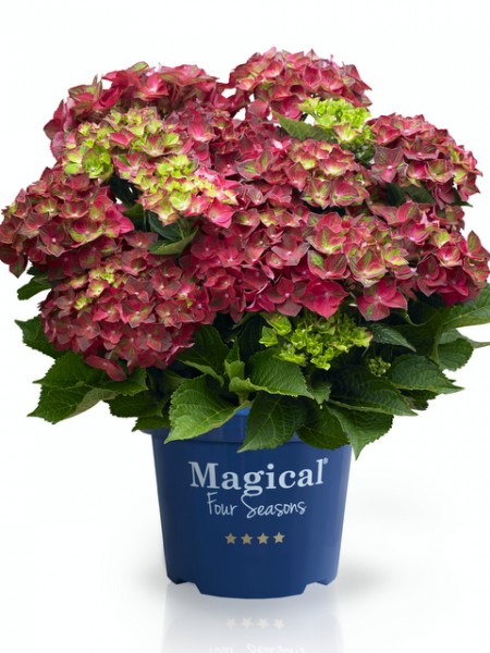 Hortensie Magical Four Seasons – App-Angebot