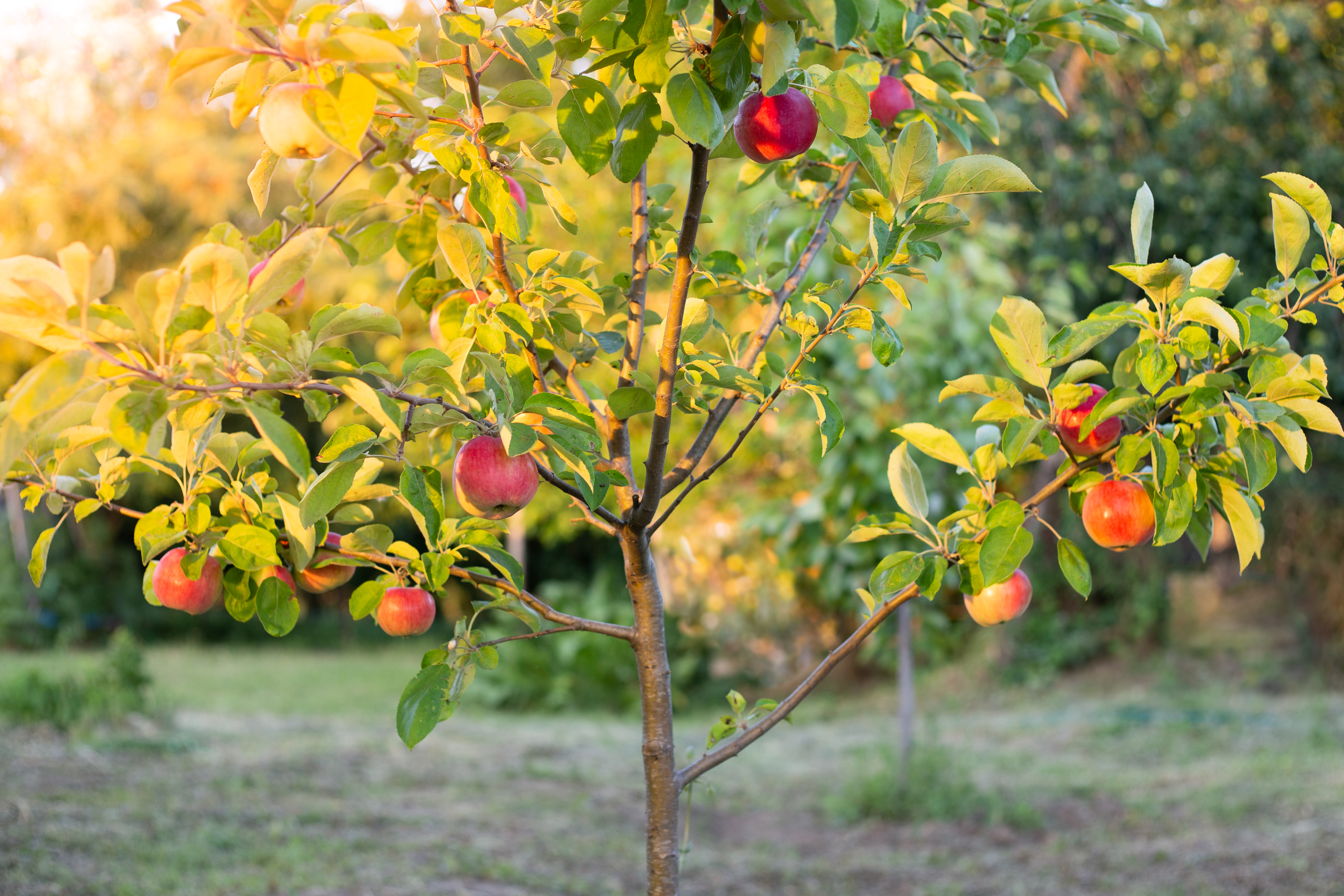 Obstgehölze – App-Angebot