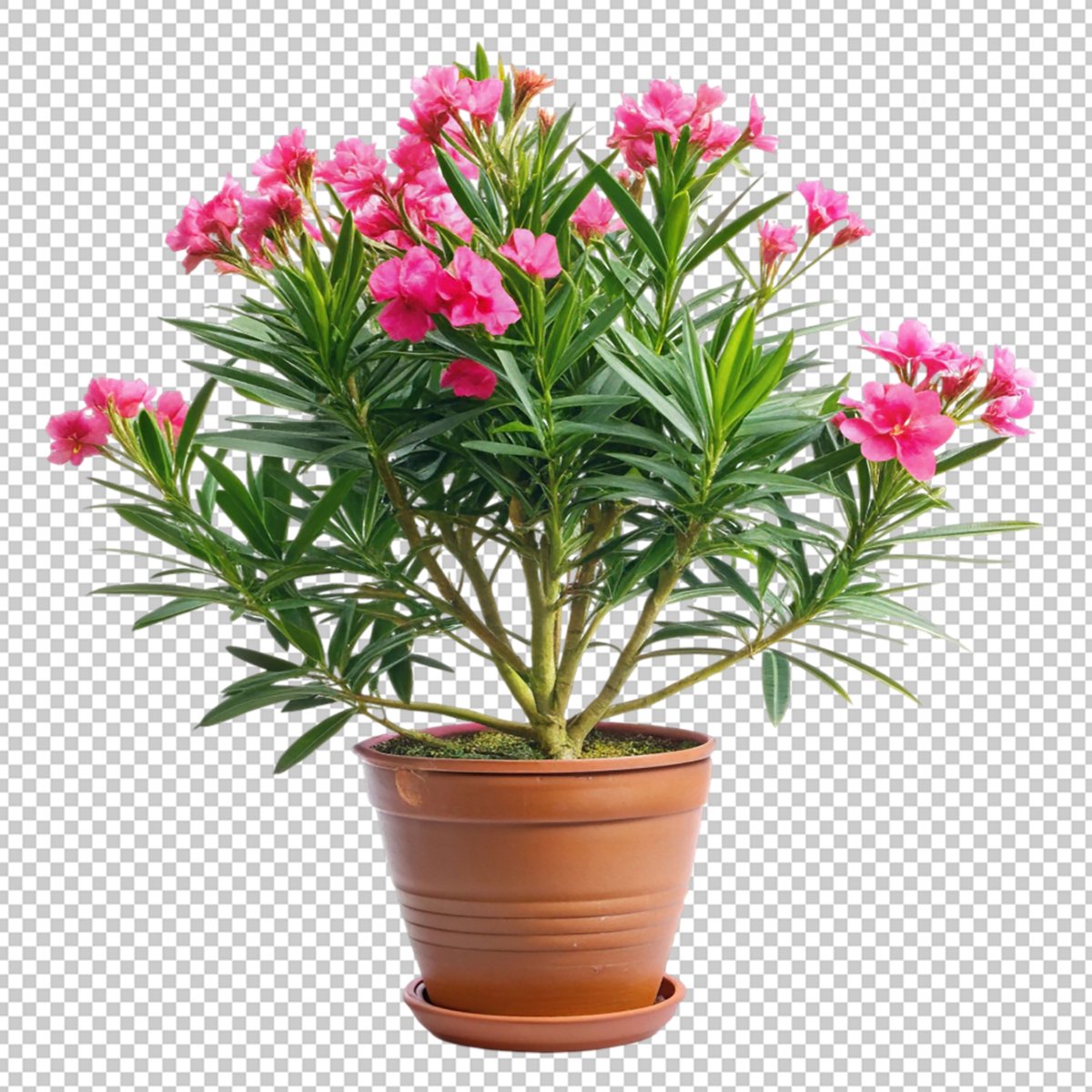 Oleander – App-Angebot