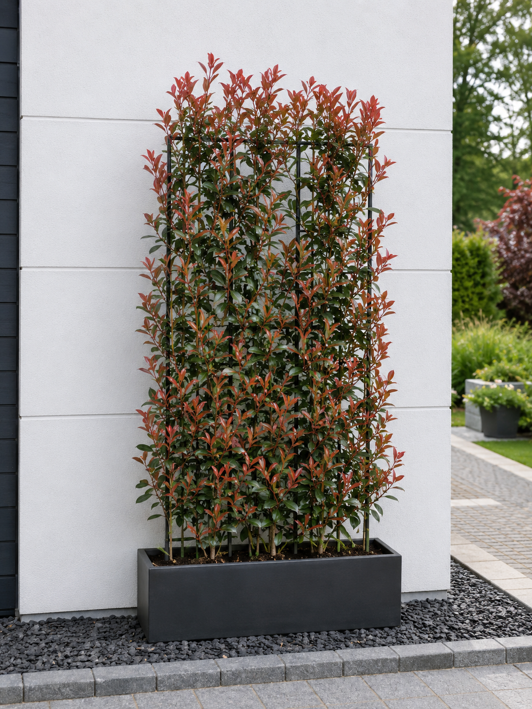 Photinia Toskana Spalier – App-Angebot