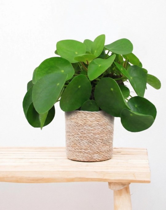 Pilea peperomioides – App-Angebot