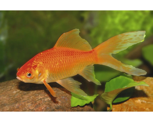 Goldfisch – App-Angebot