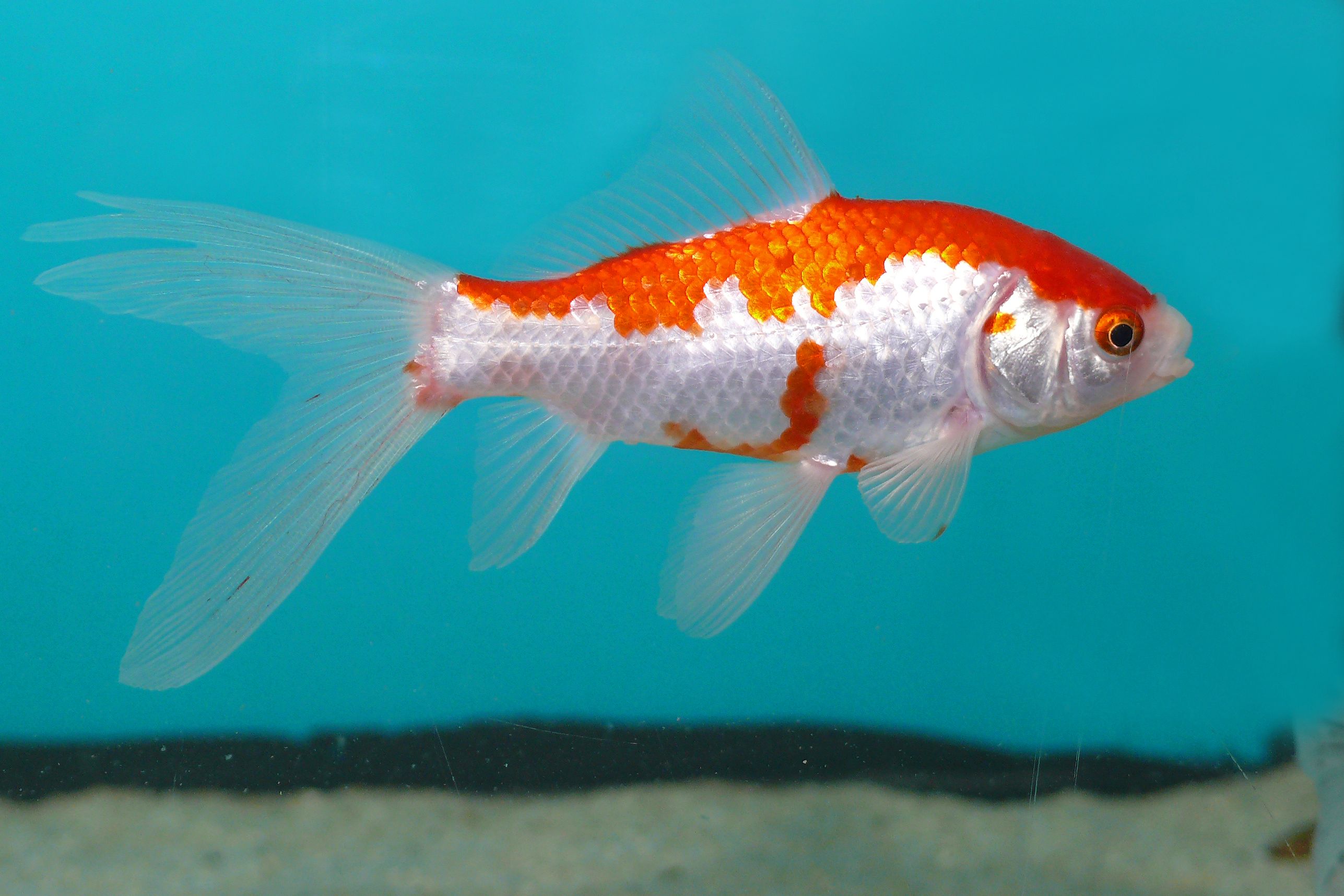 Sarassa Goldfisch – App-Angebot